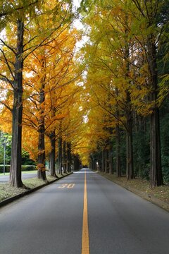 Vertical view of a scenic road lined with golden dawn redwood trees in autumn at University of Tsukuba, Japan.   