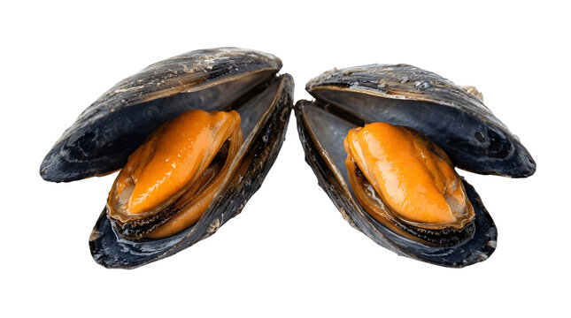 Two fresh open cooked mussels with orange meat isolated on transparent background
