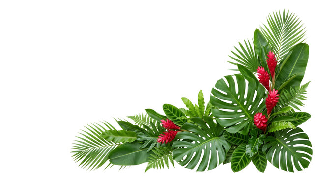 Corner arrangement of tropical monstera leaves and red ginger flowers isolated on transparent background