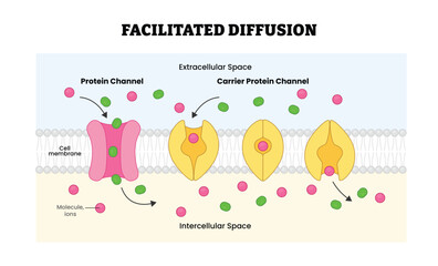 Fototapeta premium Facilitated Diffusion Mechanism, labeled diagram, educational biology poster, membrane transport, protein channel, carrier protein passive molecular movement across cell membrane and ions illustration