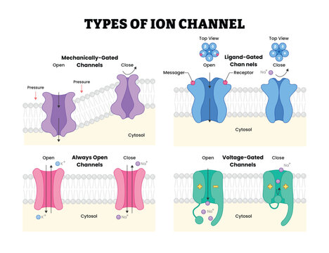 Types of Ion Channel Mechanisms, labeled diagram, educational cell biology poster, mechanically gated, ligand gated, always open, voltage gated membrane channels, transport cellular signaling