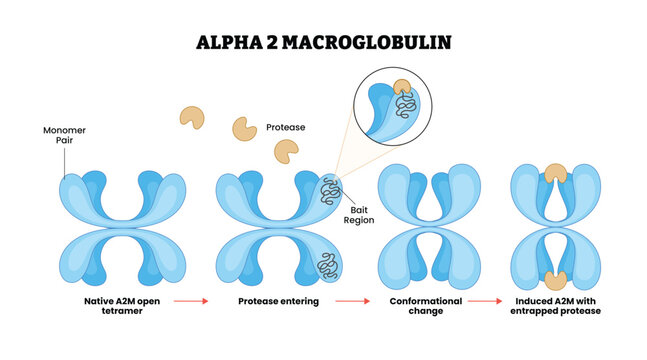 Alpha 2 Macroglobulin Mechanism, labeled diagram, educational biochemistry poster, protease inhibitor, monomer pair, bait region, conformational change, protease entrapment, protein structure