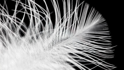 A close up of a feather with a black background © schankz