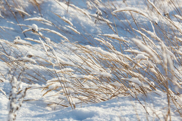 Obraz premium Snow blankets tall, dry grasses in a winter field