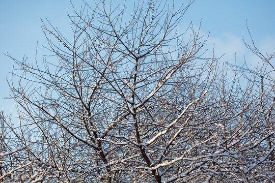 Snow covers bare tree branches against clear blue sky