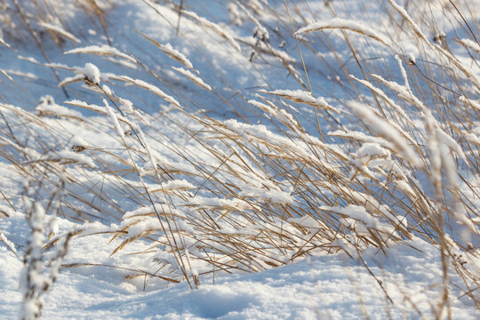 Snow blankets tall, dry grasses in a winter field