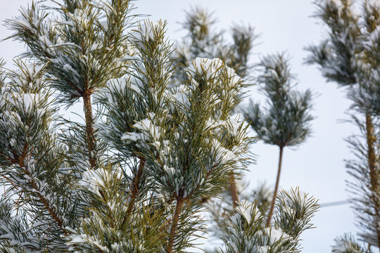 Snow dusts pine needles, softening evergreen branches