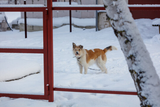 Red gate frames snowy scene. Dog stands in deep snow, alert and curious. Tree branch leans into foreground, lightly frosted.