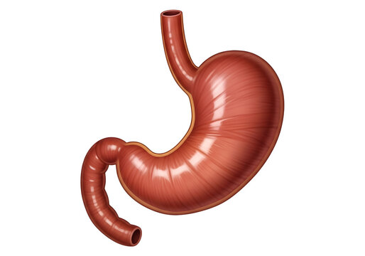 3d illustration of human stomach organ isolated on white background