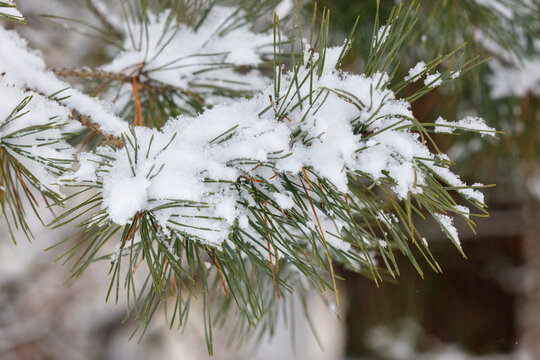 Snow rests gently on pine needles