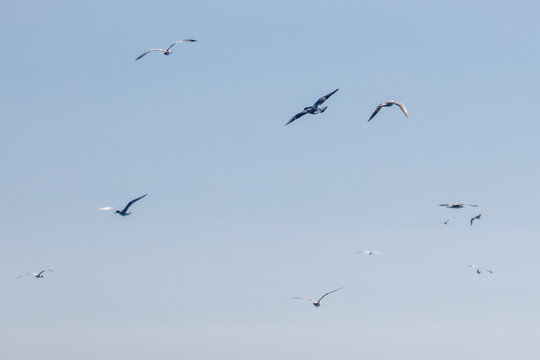 Seagulls soar gracefully across a clear, expansive sky