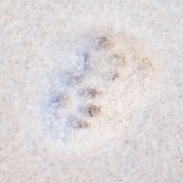Fresh animal tracks imprinted in soft, powdery snow
