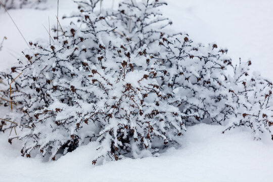 Snow blankets a shrub with bare, dark branches