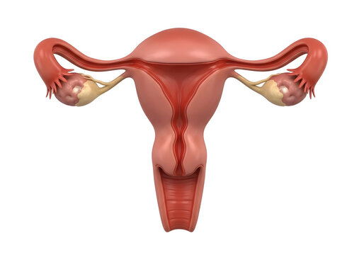 Anatomical illustration of female uterus and fallopian tubes isolated on white background