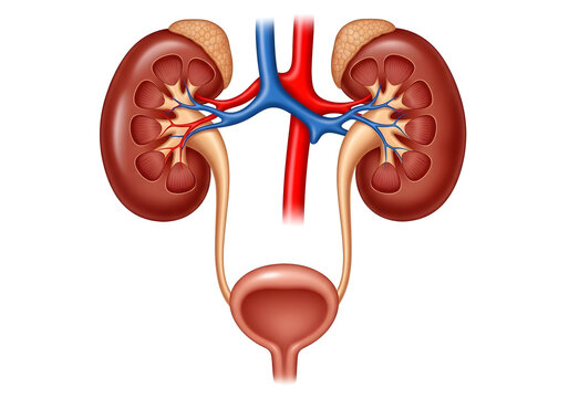 Human urinary system with kidneys and bladder isolated on white background