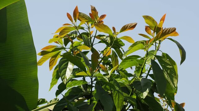 Detailed Close Up Shot of Young Lush Green Avocado Plant Shoots Swaying Gently in the Tropical Wind Outdoors