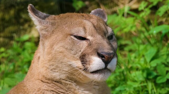 Close up portrait of a mountain lion resting in a lush green forest setting