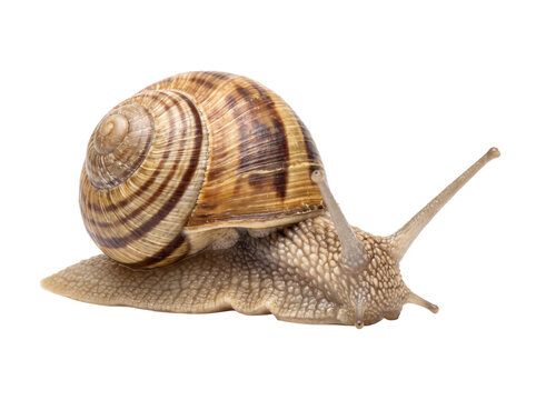 Detailed Macro Portrait of a Land Snail with Striped Shell