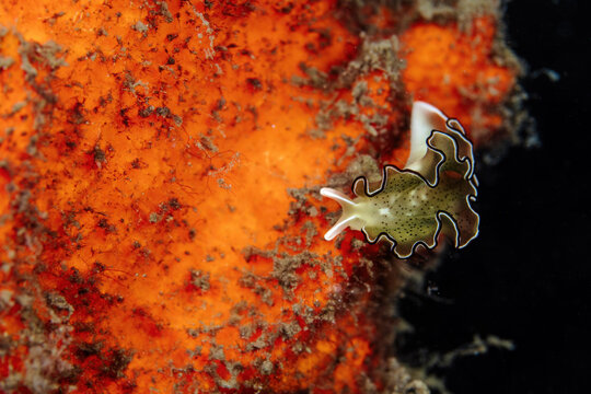 Ornate leaf slug, Elysia ornata, with some interesting color variation missing the typical orange line. Tufi fjords, Papua New Guinea