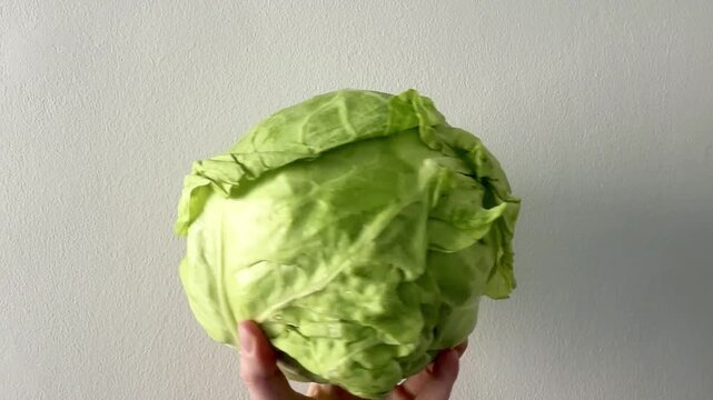 Hand Turning a Whole Fresh Cabbage Head Close Up