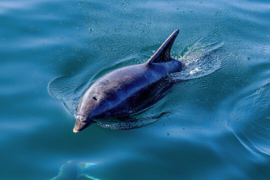 Atlantic bottlenose dolphin (Tursiops truncatus) swimming in the calm water near the Isle of Mull in Scotland.