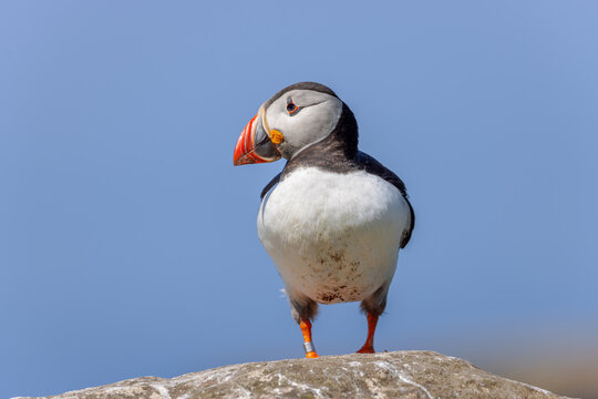 Atlantic puffin (Fratercula arctica) on the cliffs of Lunga in the Treshnish Isles in Scotland.