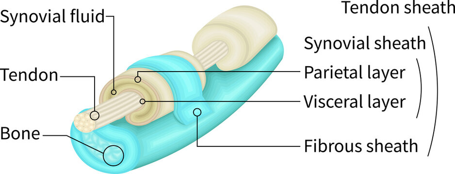Tendon and Tendon Sheath Anatomy with Synovial Fluid