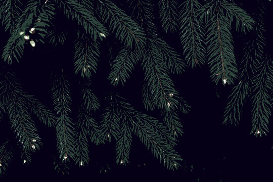 Abstract dark green halftone background spruce branches with authentic risograph print texture and dot pattern on black. Pairs with a psychedelic and trippy aesthetic for a winter holiday poster.