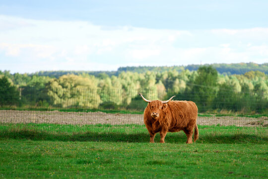 Highland breed cattle standing in bright sunlight