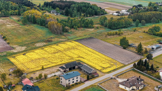 Drone shot of yellow rapeseed field and forest