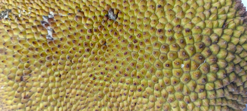 Close-up texture of a ripe jackfruit skin background. atau Detailed pattern of jackfruit peel with sharp thorns.