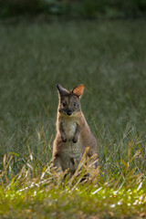 Baby Faced Red-Necked Pademelon Standing in Lush Shin High Grass at Springbrook Queensland © auzbytes