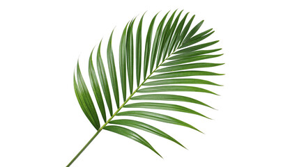 Single green textured palm tree leaf branch foliage isolated on transparent background © harrington