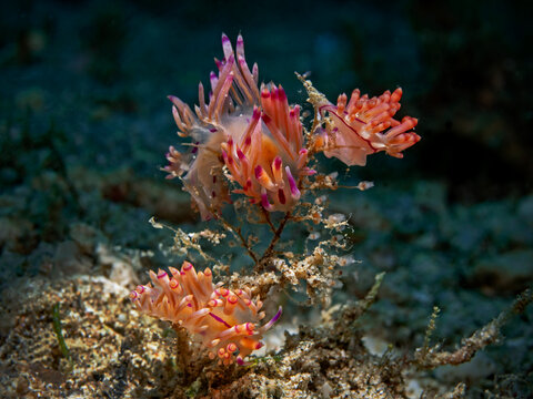 Drei Fadenschnecke, Tree Redline Flabellina (Flabellina rubrolineata)