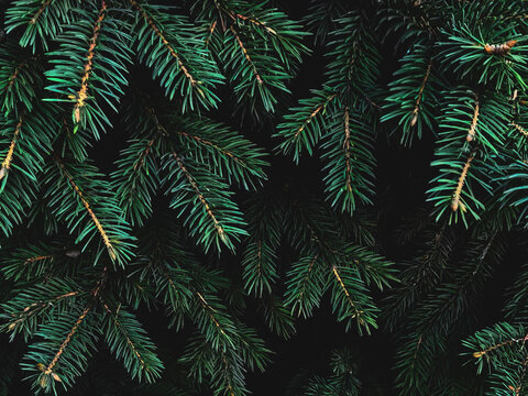 Real dark green spruce branches in a dense needle texture against deep shadows. Anchors a moody christmas backdrop and consistent foliage wallpaper background holiday design.