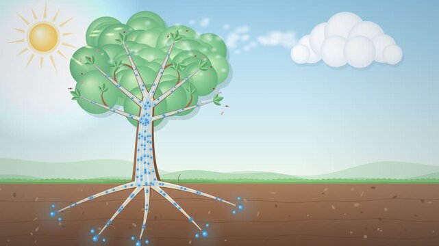 Tree Transpiration Water Cycle Diagram Seamless Loop