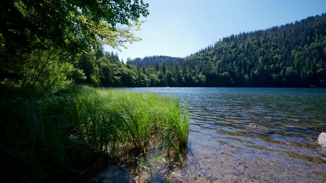 4K (native 8K) footage taken from the shore of Feldsee in the Black Forest, framed by reeds and trees.
