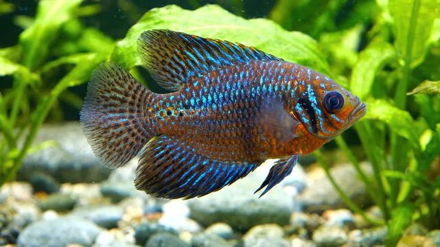 Dwarf Gourami Fish Flaring Fins Underwater in Aquarium, Close-up View