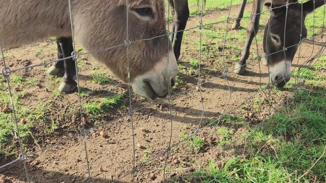 Donkeys enjoy eating acorns fallen from trees in a green field setting