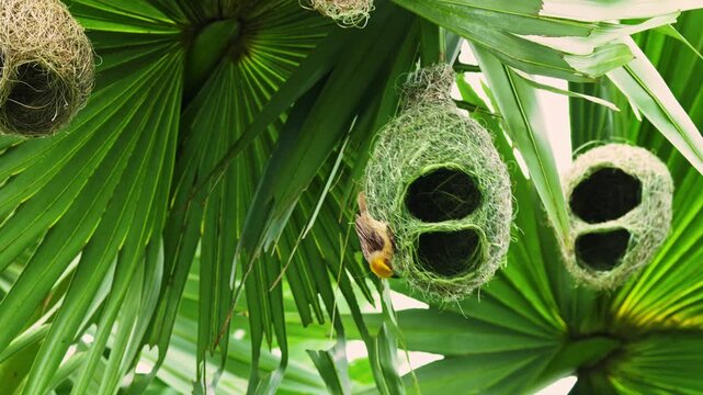 Baya Weaver Carefully Weaving a Round Nest in Strong Wind