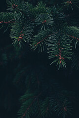 Obraz premium Real dark green spruce branch with a sharp needle texture drooping into deep shadows. Drops into a minimal christmas poster holiday background and luxury campaign composition with copy space.