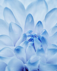 Macro view of delicate blue dahlia flower with soft petals forming natural symmetry spiral composition. Scenic view of gentle gradients, smooth textures, natural floral elegance, botanical aesthetic © yrabota