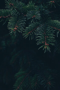 Real dark green spruce branch with a sharp needle texture drooping into deep shadows. Drops into a minimal christmas poster holiday background and luxury campaign composition with copy space.