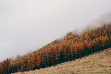 Obraz premium Mountain landscape in the Alps with colorful trees surrounded by white fog in autumn. Natural background.