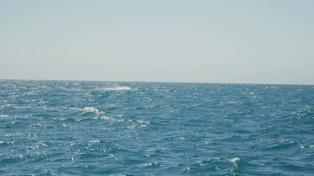 Whales play together and show off their dorsal fins as they dive beneath the aqua blue choppy ocean waters.