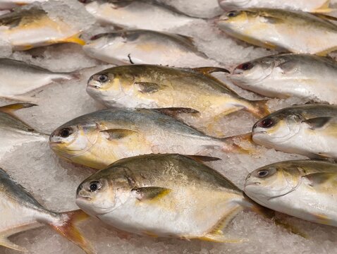 Fresh golden pompano fish displayed over crushed ice at a seafood market display.