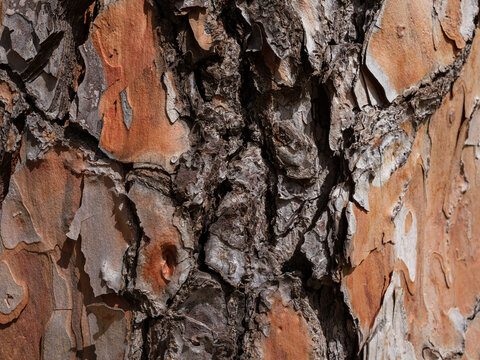 Close-up texture of an old tree bark