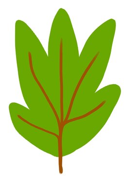 a hand drawing containing a maple leaf that has a very dark green leaf color and suitable for nature icon for nature act.
