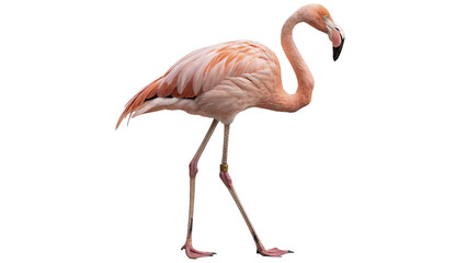 Beautiful exotic pink flamingo bird standing sideways isolated on transparent background © RobynRees