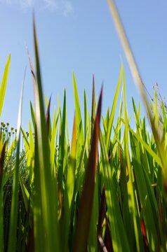Low angle view of sharp green and reddish grass blades pointing up toward a clear blue sky on a sunny day